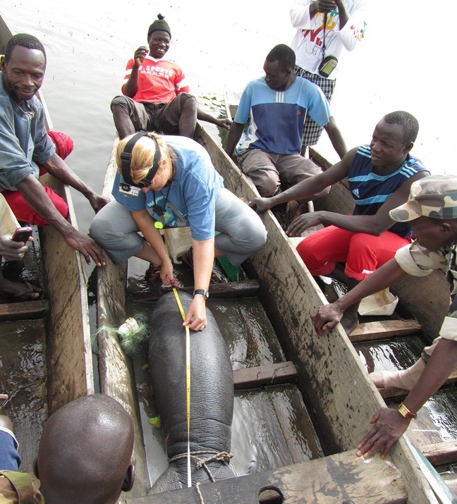 Dr. Keith Diagne measures a manatee calf rescued from a fisherman's net in Lake Gueirs, Senegal. Rescues are also training opportunities for local partners.