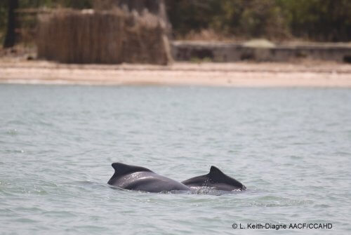 Dorsal fins of two Atlantic Humpback Dolphins