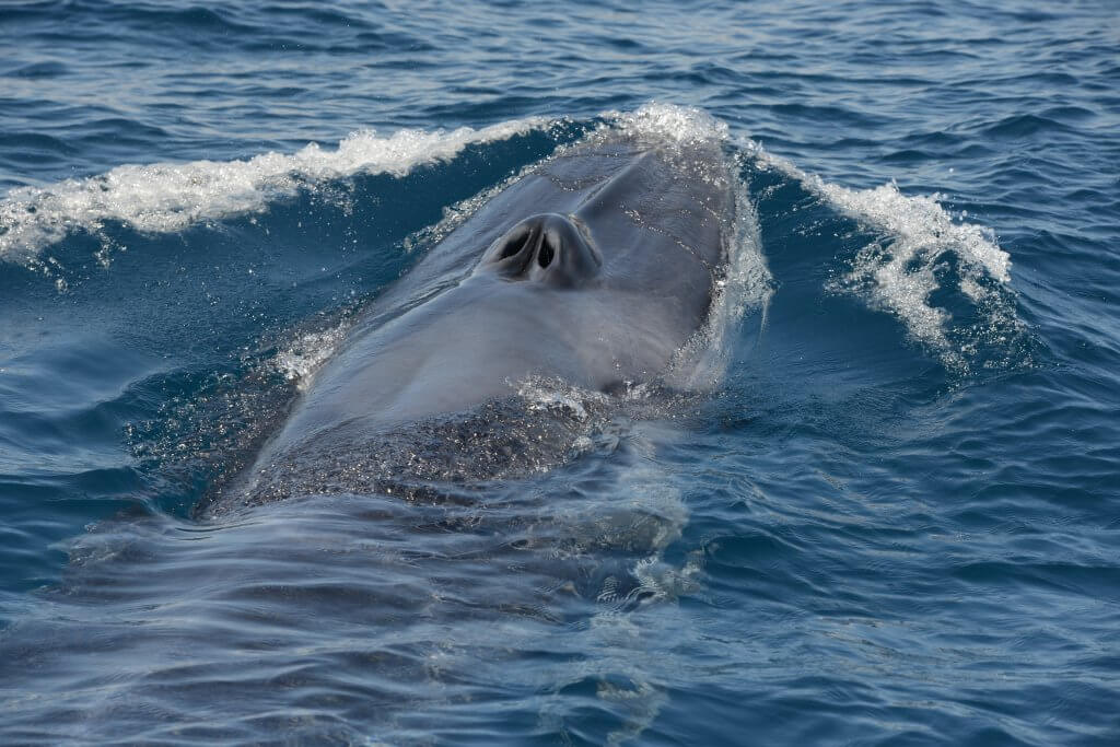 Omura's Whale surfacing