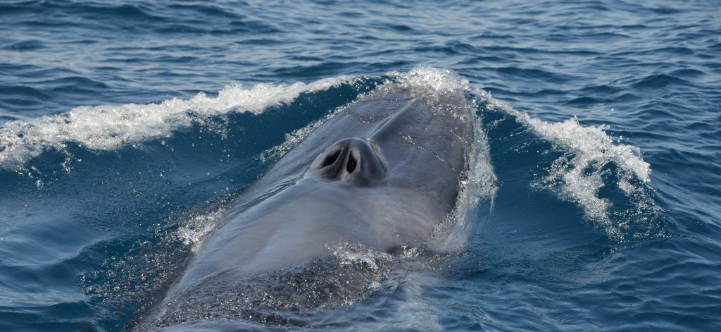 Omura's Whale surfacing