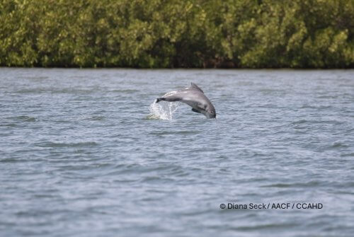 Leaping baby Atlantic Humpback Dolphin