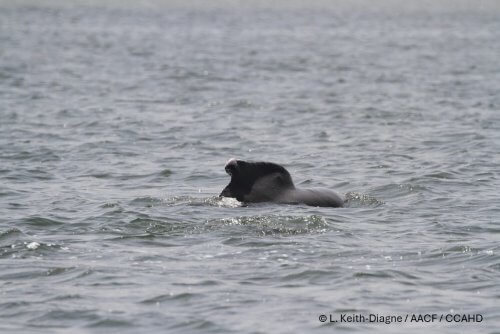 Mr. Pink, the Atlantic Humpback Dolphin