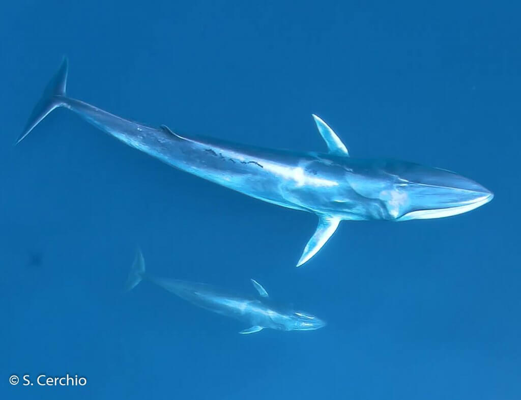 Omura's Whale mother and calf
