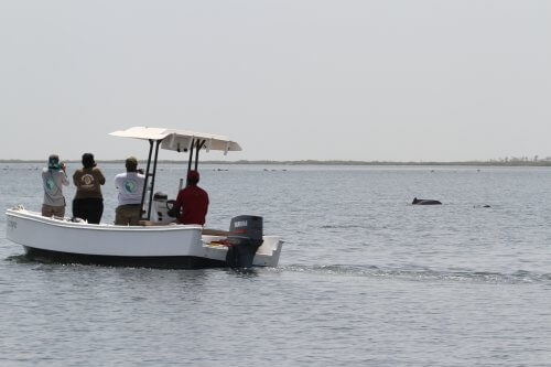 Team photographing Atlantic Humpback Dolphins