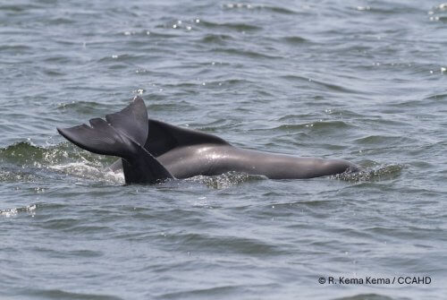 Tail fin of Atlantic Humpback Dolphin