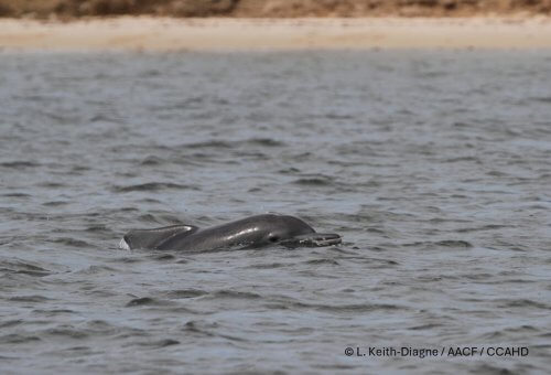 Surfacing Atlantic Humpback Dolphin